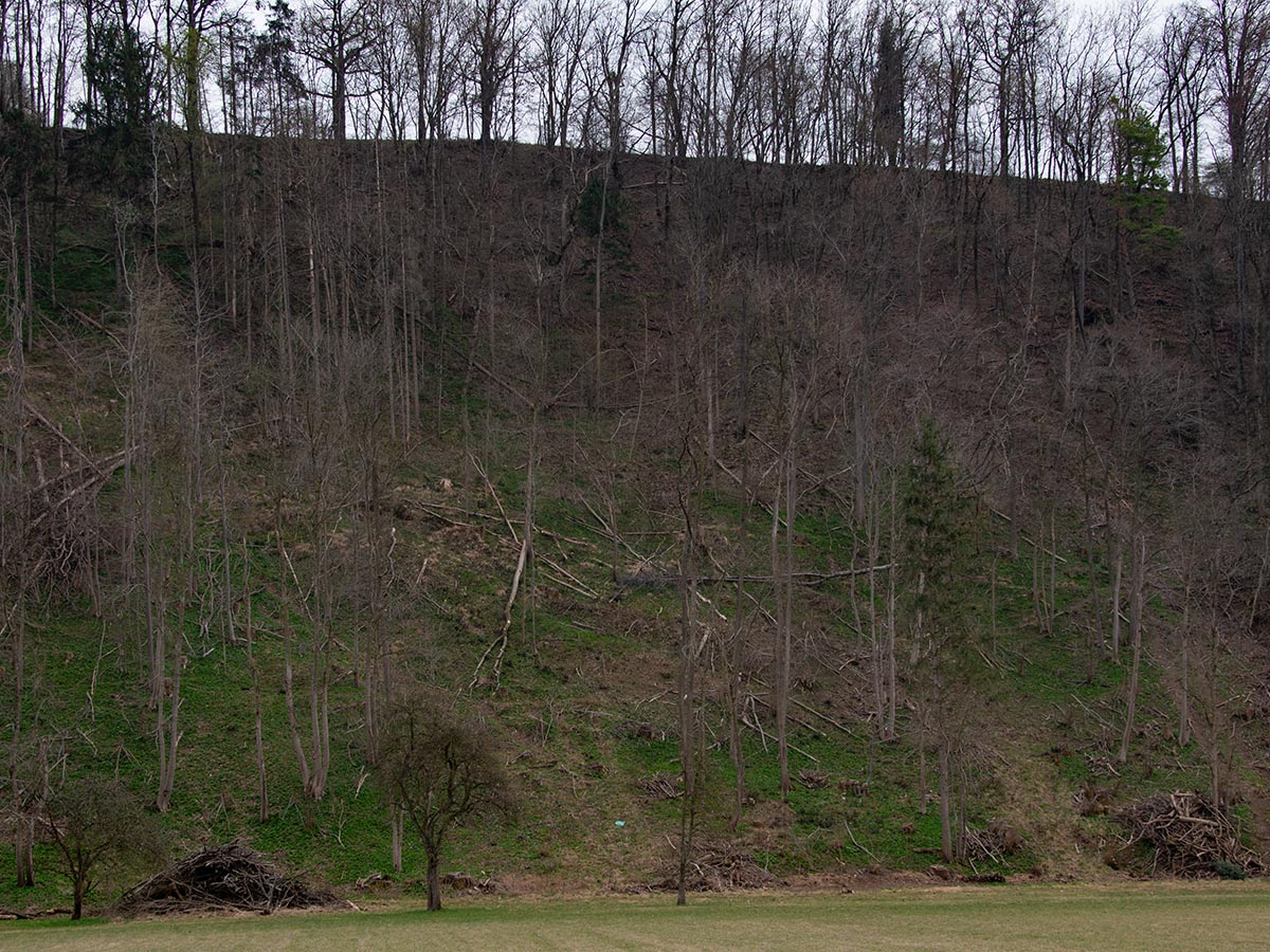 Eschensterben